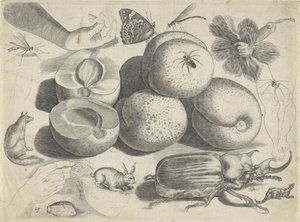 ورقة دراسة مع أمثلة للرسم: أمثلة على رسم فواكه ، حيوانات ، حشرات وأيدي (عنوان السلسلة)