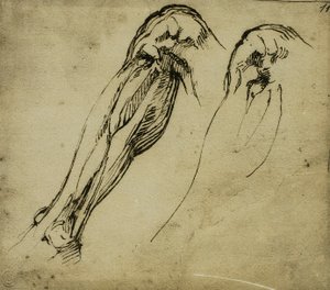 دراسات تشريحية للساق ، رسم مايكل أنجلو. كاسا بوناروتي ، فلورنسا بواسطة مايكل أنجلو بوناروتي