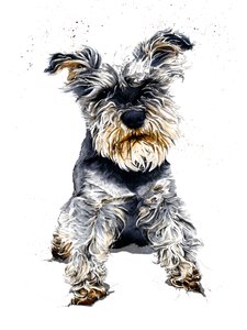 أولي The Schnauzer on White ، 2019 بواسطة مايك ديفيس