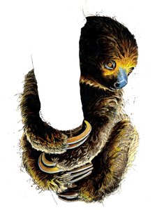 Talita The Sloth on White ، 2019 بواسطة مايك ديفيس