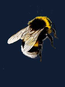 The Bee on Midnight Blue ، 2020 بواسطة مايك ديفيس