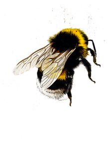 The Bee on White ، 2019 بواسطة مايك ديفيس