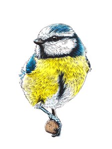 The Blue Tit on White ، 2022 بواسطة مايك ديفيس