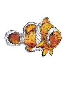 The Clownfish on White ، 2022 بواسطة مايك ديفيس