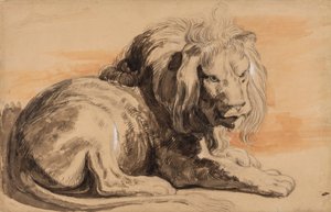 The Rubens Lion، c.1840 (طباشير ، مرحاض وغواش على ورق تان)