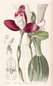 Lycaste macrophylla (مثل sync Lycaste plana) بواسطة ملكة جمال دريك