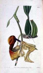 الأوركيد: Laelia autumnalis ، الذي نشره آي ريدجواي بواسطة ملكة جمال دريك