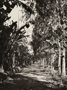 "بناء إمبراطورية" في العصر الفاشي: بستان فاكهة في شيرين ، 09/05/1936 (صورة بالأبيض والأسود) بواسطة موديستينو بالدينيتي