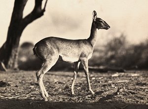 "بناء إمبراطورية" في العصر الفاشي: ماعز ستيت ، 09/05/1936 (b / w photo) بواسطة موديستينو بالدينيتي