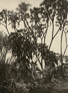 "بناء إمبراطورية" في العصر الفاشي: بستان من نخيل دوم ، 09/05/1936 (b / w photo) بواسطة موديستينو بالدينيتي