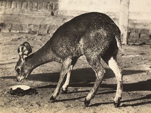 "بناء إمبراطورية" في العصر الفاشي: الظبي ، 09/05/1936 (b / w photo) بواسطة موديستينو بالدينيتي
