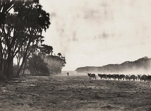 "بناء إمبراطورية" في العصر الفاشي: قطيع الماشية باتجاه نهر جاسك ، 09/05/1936 (b / w photo) بواسطة موديستينو بالدينيتي