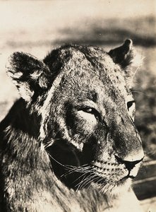 "بناء إمبراطورية" في العصر الفاشي: رأس أسد ، 09/05/1936 (b / w photo) بواسطة موديستينو بالدينيتي