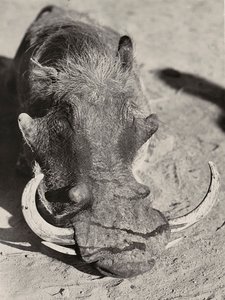 "بناء إمبراطورية" في العصر الفاشي: رأس خنزير بري ، 09/05/1936 (b / w photo) بواسطة موديستينو بالدينيتي