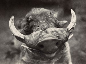 "بناء إمبراطورية" في العصر الفاشي: رأس خنزير بري ، 09/05/1936 (b / w photo) بواسطة موديستينو بالدينيتي