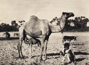 "بناء إمبراطورية" في العصر الفاشي: البدو ، 09/05/1936 (b / w photo) بواسطة موديستينو بالدينيتي