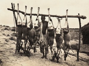 "بناء إمبراطورية" في العصر الفاشي: تم أسر بعض الغزلان ، 09/05/1936 (صورة بالأبيض والأسود) بواسطة موديستينو بالدينيتي