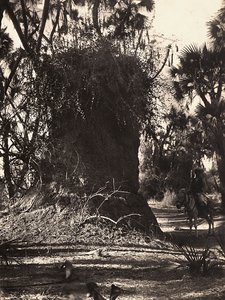 "بناء إمبراطورية" في العصر الفاشي: مستعمرة النمل الأبيض ، 09/05/1936 (b / w photo) بواسطة موديستينو بالدينيتي