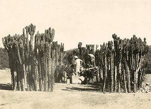 "بناء إمبراطورية" في العصر الفاشي: حسنًا في Nacfa ، 09/05/1936 (b / w photo) بواسطة موديستينو بالدينيتي