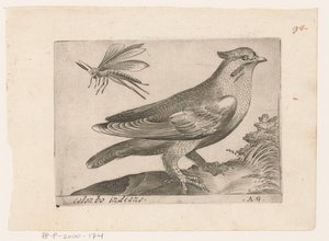بيستفوجيل (بومبييلا جارولوس) كولونبو إنديانو (العنوان على الكائن) Vogels (عنوان المسلسل)