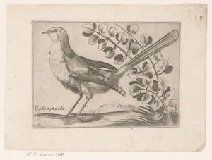 فوجل كودازينزولا (العنوان على الكائن) Vogels (عنوان المسلسل)
