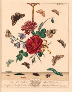 عثة ظلال الزوايا ، Phlogophora meticulosa ، طرف هوك من البلوط ، Watsonalla binaria ، عثة Mother Shipton ، مي Callistege مي ، فراشة خشب منقط ، Pararge aegeria ، طرف خطاف ممنوع ، Watsonalla cultraria ، علامة الصين البنية ، Elophila nymphaeata ، وخادمة الشرف 
