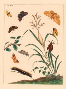 عثة الشارب ، Euthrix potatoria ، خط الشعر البني ، Thecla betulae ، ربان كبير ، Ochlodes sylvanus ، ربان صغير ، Thymelicus sylvestris ، ندرة أعجوبة ، Dipthera runica ، وحجر ممنوع ، Plagodis pulveraria