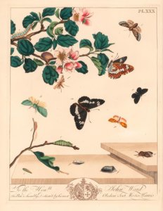 شكل ثمانية فراشة ، Diloba caeruleocephala ، أبيض أميرال ، Artenitis Arthemis ، مدخنة ، Odezia atrata ، فراشة الأقواس الحمراء ، Callimorpha miniata ، فراشة مرقرة بنية ، Pterophorus pterodactylus ، خطوط فضية نادرة ، Bena bicolorana ، و فراشة خطم ، Hypen