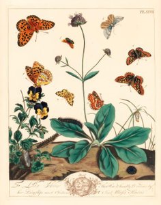 فريتلي دهني ، Euphydryas aurinia ، فريتيل بني عالي ، فابريانا أديبي ، عثة بار ثلاثية ، Aplocera plagiata ، أصفر مرقط ، Pseudopanthera macularia ، قرمزي وذهبي ، Pyrausta purpuralis ، على الجرب قليلا ، Succisa prens