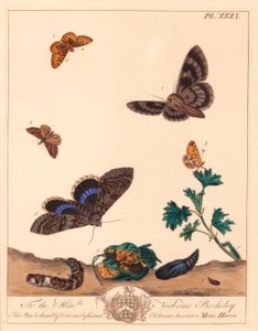 Small pearl bordered fritillary butterfly, Boloria selene, and Clifden nonpareil moth, Catocala fraxini