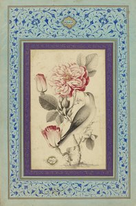 الورود والعندليب، أواخر القرن الثامن عشر (حبر وألوان على ورق) بواسطة Muhammad Baqir