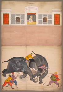 اثنان من الفيلة يقاتلون في فناء قبل محمد شاه ، ج. 1730-40. بواسطة Nainsukh