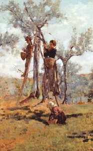 حصاد الزيتون حوالي 1892 (زيت على قماش) بواسطة Nicocolo Cannicci