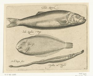 الرنجة والوحيد والأنابيب Libelivs varia Genera piscium complectens (عنوان السلسلة) أسماك المياه العذبة والأسماك البحرية والضفادع والقشريات والمخلوقات البحرية (عنوان السلسلة) بواسطة فرانكويز فان بيوسكوم