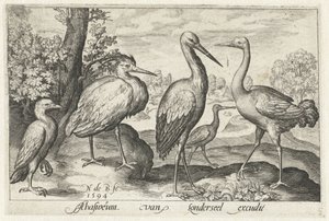 اللقلق ، الرافعة ، مالك الحزين و spoonbill الطيور والحشرات (عنوان المسلسل)