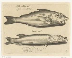 الحدوق والكراكي Libelivs varia Genera piscium complectens (عنوان السلسلة) أسماك المياه العذبة والأسماك البحرية والضفادع والقشريات والمخلوقات البحرية (عنوان السلسلة) بواسطة نيكولايس دي بروين