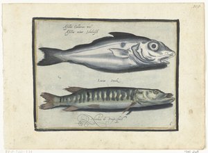 الحدوق والكراكي Libelivs varia Genera piscium complectens (عنوان السلسلة) أسماك المياه العذبة والأسماك البحرية والضفادع والقشريات والمخلوقات البحرية (عنوان السلسلة) بواسطة Assuerus van Londerseel