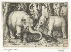 اثنان من الفيلة Animalivm Qvadrvpedvm (عنوان المسلسل) الحيوانات في المناظر الطبيعية (عنوان السلسلة) بواسطة نيكولايس دي بروين