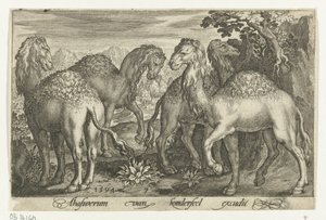 أربعة جمال Animalivm Qvadrvpedvm (عنوان المسلسل) الحيوانات في المناظر الطبيعية (عنوان السلسلة) بواسطة نيكولايس دي بروين