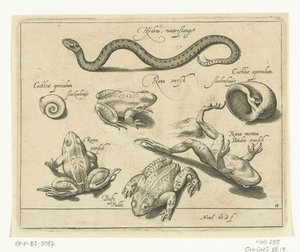 ثعبان الماء والضفادع والضفادع Libelivs varia Genera piscium complectens (عنوان السلسلة) أسماك المياه العذبة والأسماك البحرية والضفادع والقشريات والمخلوقات البحرية (عنوان السلسلة) بواسطة نيكولايس دي بروين