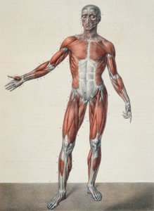 تشريح جسم الإنسان ، من "Traite Complet d&39;Anatomie de l&39;Homme" لجان باتيست مارك بورجري (1797-1849) منقوش بواسطة برنارد ، باريس ، 1831