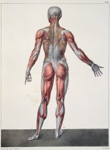 تشريح جسم الإنسان ، من "Traite Complet d&39;Anatomie de l&39;Homme" لجان باتيست مارك بورجري (1797-1849) منقوش بواسطة برنارد ، باريس ، 1831