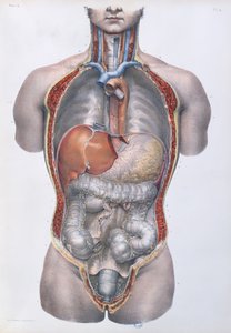 الأعضاء الداخلية ، صفيحة من "Traite Complet de l&39;Anatomie de l&39;Homme" بقلم جان بابتيست مارك بورجري (1797-1849) 1866-67