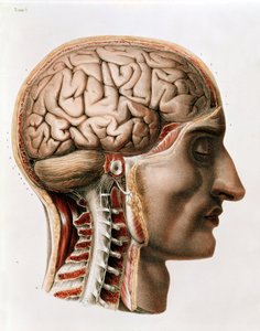الدماغ ، لوحة من "Traite Complet de l&39;Anatomie de l&39;Homme" لجان بابتيست مارك بورجري (1797-1849) 1866-67