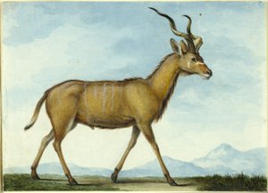 كودو بواسطة Nicolas Hüet the Younger
