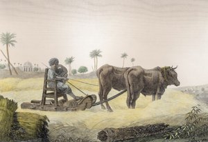 حصاد الذرة ، من المجلد الثاني فنون وتجارة "وصف مصر" ، حانة. تحت أوامر نابليون ، 1822 (تلوين لاحق)