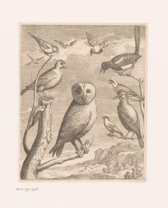 البومة والطيور الأخرى Alouco Hibou (العنوان على الكائن) طيور من حديقة حيوان فرساي (عنوان المسلسل) بواسطة مجهول (ربما)