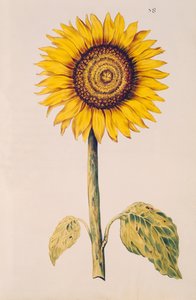 عباد الشمس أو Helianthus ، من "La Guirlande de Julie" ، c.1642 (مرحاض على الرق)