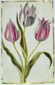 الزنبق ، ج .1675 (غواش على الرق) بواسطة نيكولاس روبرت