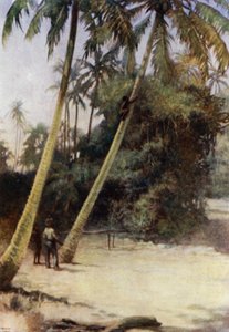 Solomon Island Boy climbing after green cocoa-nuts, near Gavutu, New Florida (colour litho) بواسطة نورمان هاردي